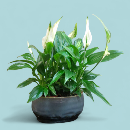 Plant Peace Lily
