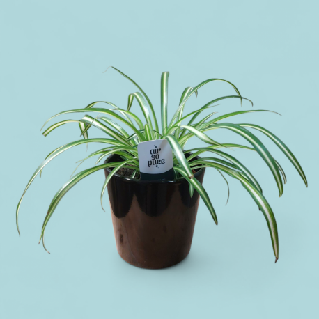 Plant Spinder Plant