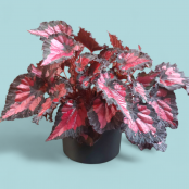 Plant Begonia